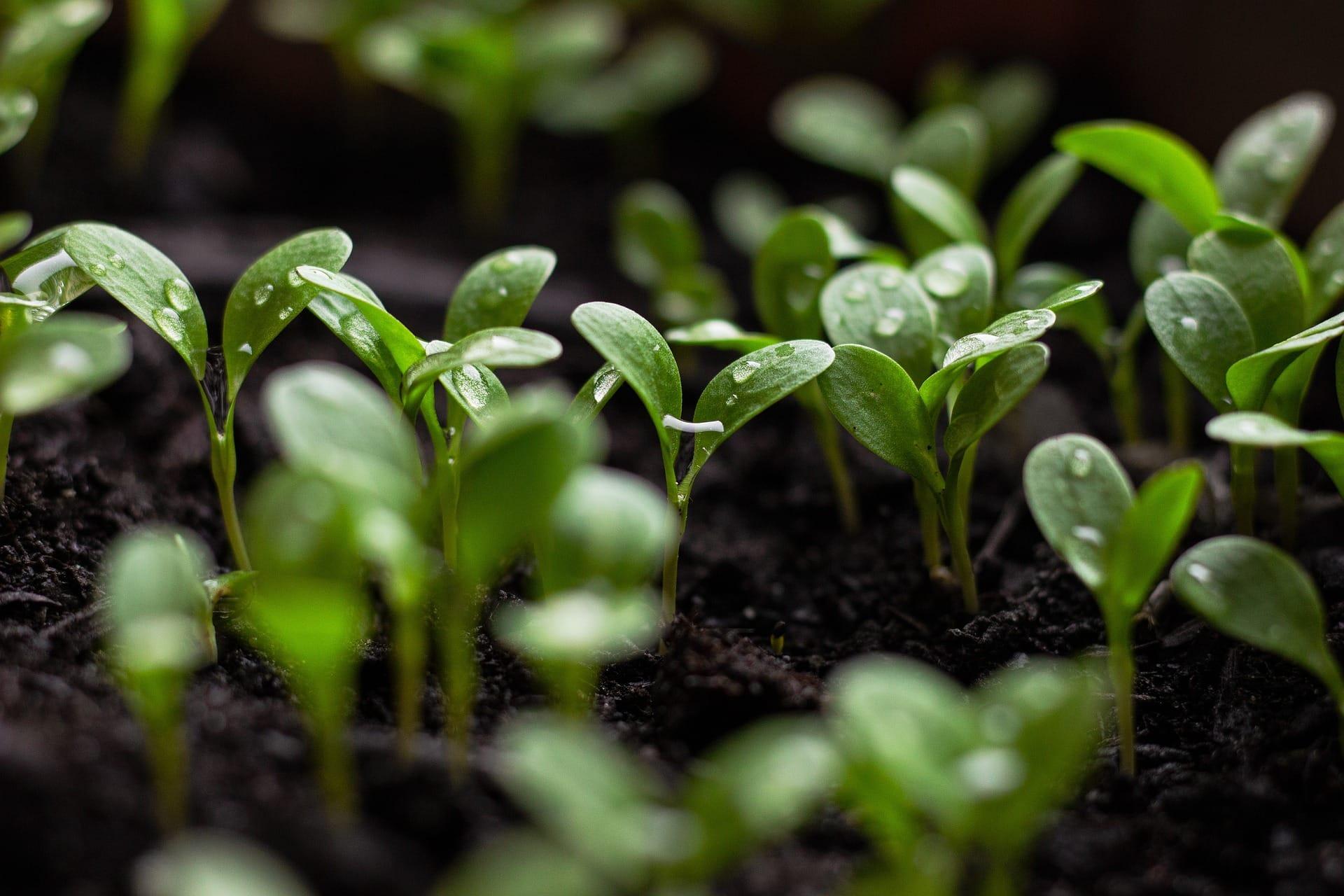 kvplus/articles/fbdbc633953a6af750fe5b98b54eb91b_seedlings-gbf8358367_1920.jpg